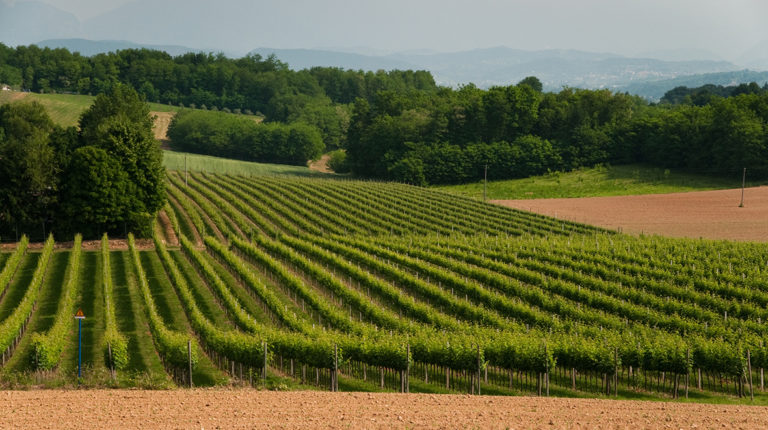 Vigneti Le Rive