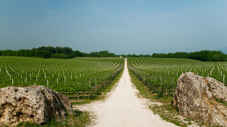 Vigneti Le Rive