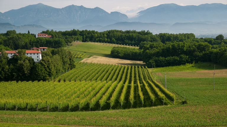 Vigneti Le Rive