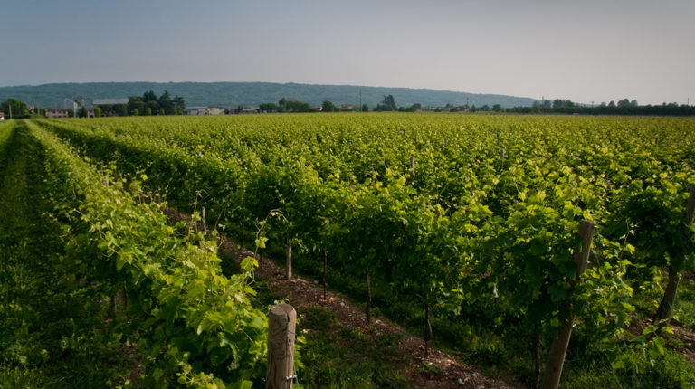 Vigneti Le Rive