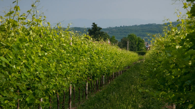 Vigneti Le Rive