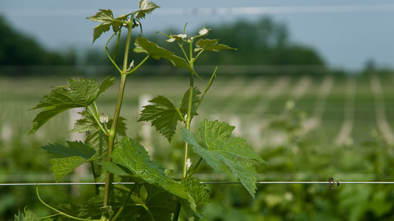 Vigneti Le Rive